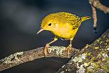 Little Yellow Bird_DSCF4428